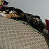 cat, calico_cat, kitten, sleeping, lying_down, fluffy, fur, black_fur, orange_fur, white_fur, indoor, bed, mattress, pillow, bedroom, relaxed, resting, playful, upside_down, pet