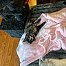 cat, cats, tortoiseshell, sleeping, lounging, upside_down, blanket, pink_blanket, folded_blankets, indoor, home, floor, hardwood_floor, game_controller, relaxed, pet, furry, collar, cozy, funny_pose