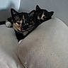 kittens, cats, calico_cat, black_cat, tortoiseshell_cat, feline, pets, animals, cushion, sofa, indoor, home, close_up, portrait, peeking, lying_down, whiskers, ears, eyes, cozy