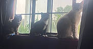 Ruby joined the competition — help win amazing prizes! cats, three_cats, pets, animals, felines, windowsill, window, indoor, backlit, sunlight, curtains, sitting, posing, portrait, black_cat, gray_cat, white_cat, collar, home, nature