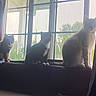 cats, three_cats, pets, animals, felines, windowsill, window, indoor, backlit, sunlight, curtains, sitting, posing, portrait, black_cat, gray_cat, white_cat, collar, home, nature