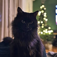 Luna a rejoint le concours — aidez-le/la à gagner de superbes lots ! animal, black_cat, blurred_background, bokeh, cat, christmas_tree, closeup, cozy, cute, dark_fur, decor, domestic_cat, festive, furry, holiday_lights, indoor, living_room, night, pet, soft_lighting
