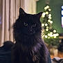 animal, black_cat, blurred_background, bokeh, cat, christmas_tree, closeup, cozy, cute, dark_fur, decor, domestic_cat, festive, furry, holiday_lights, indoor, living_room, night, pet, soft_lighting