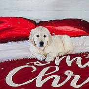Adagio participe au concours pour gagner de l'argent avec cette photo : animal, bed, blanket, christmas, cozy, cute, dog, fur, golden_retriever, holiday, indoor, lying_down, pet, puppy, red, resting, soft, text, white, young