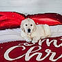 animal, bed, blanket, christmas, cozy, cute, dog, fur, golden_retriever, holiday, indoor, lying_down, pet, puppy, red, resting, soft, text, white, young