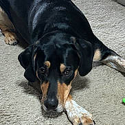 Patches is registered to the contest to win money with this photo: animal, black_and_tan, canine, carpet, companion, crossed_paws, cute, dog, domestic, ears, friendly, fur, home, indoor, looking_up, lying_down, paw, pet, relaxed, snout