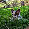 Bergamote participe au concours pour gagner de l'argent avec cette photo : dog, puppy, grass, outdoor, greenery, nature, pet, small_dog, ears, fur, leash, sunlight, shadows, plants, fence, stone_pillars, relaxing, closeup, animal, daytime