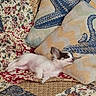 Bergamote a rejoint le concours — aidez-le/la à gagner de superbes lots ! dog, puppy, sleeping, quilt, patchwork, pillow, floral_pattern, patterned_fabric, indoor, cozy, resting, small_dog, cute, white_fur, brown_fur, ear, cushion, home, relaxation, comfort