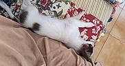 Bergamote a rejoint le concours — aidez-le/la à gagner de superbes lots ! cat, white_cat, brown_spots, lying_down, stretched_out, quilt, patterned_fabric, patchwork, indoor, tile_floor, relaxed, sleeping, pet, feline, cozy, soft_texture, resting, animal, fur, cute