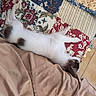 cat, white_cat, brown_spots, lying_down, stretched_out, quilt, patterned_fabric, patchwork, indoor, tile_floor, relaxed, sleeping, pet, feline, cozy, soft_texture, resting, animal, fur, cute