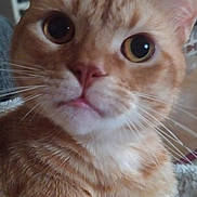 Miracle is registered to the contest to win money with this photo: cat, orange_tabby, close_up, indoor, pet, feline, whiskers, fur, eyes, ears, nose, mouth, domestic_animal, animal, cute, curious, portrait, young_cat, sitting, household