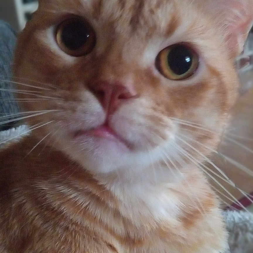 Miracle is registered to the contest to win money with this photo: animal, cat, close_up, curious, cute, domestic_animal, ears, eyes, feline, fur, household, indoor, mouth, nose, orange_tabby, pet, portrait, sitting, whiskers, young_cat