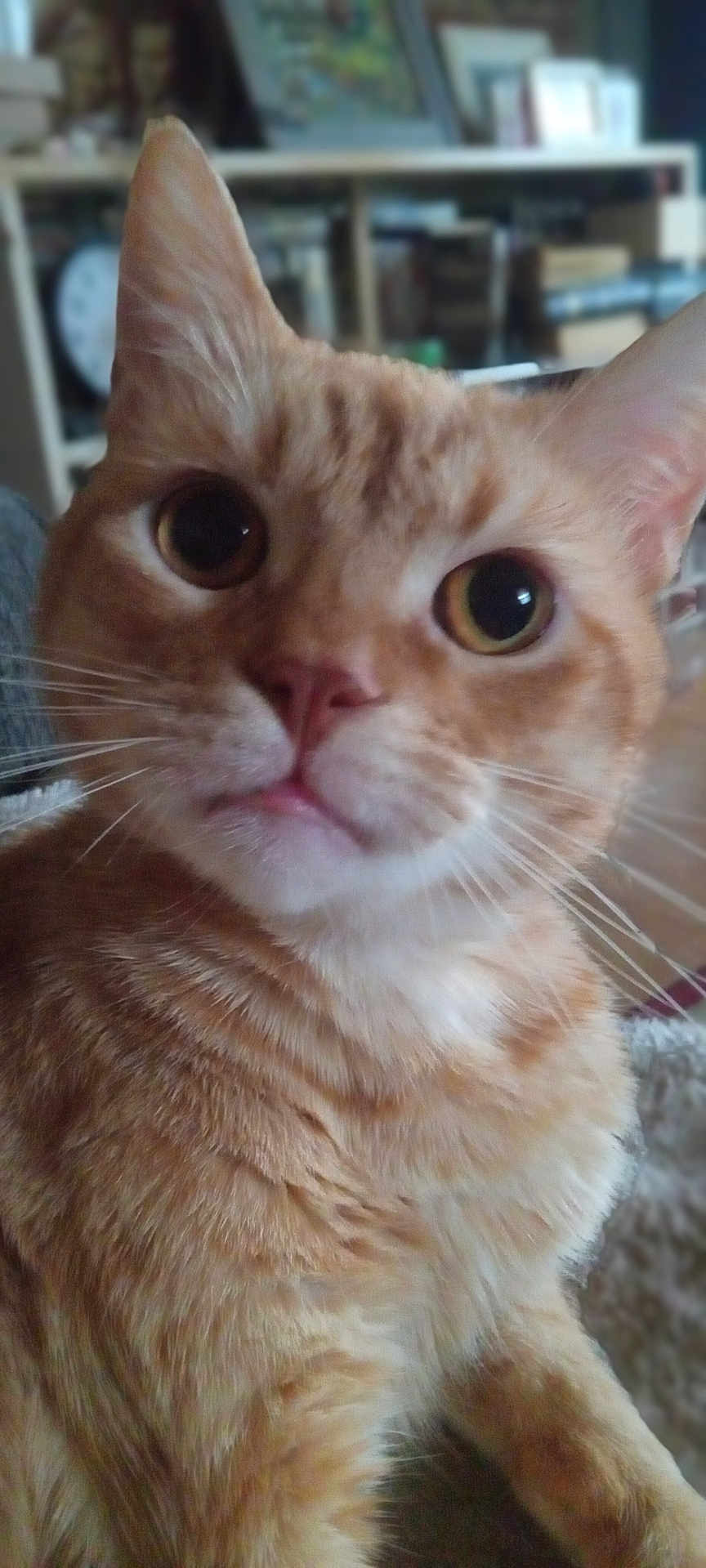 Miracle is registered to the contest to win money with this photo: cat, orange_tabby, close_up, indoor, pet, feline, whiskers, fur, eyes, ears, nose, mouth, domestic_animal, animal, cute, curious, portrait, young_cat, sitting, household