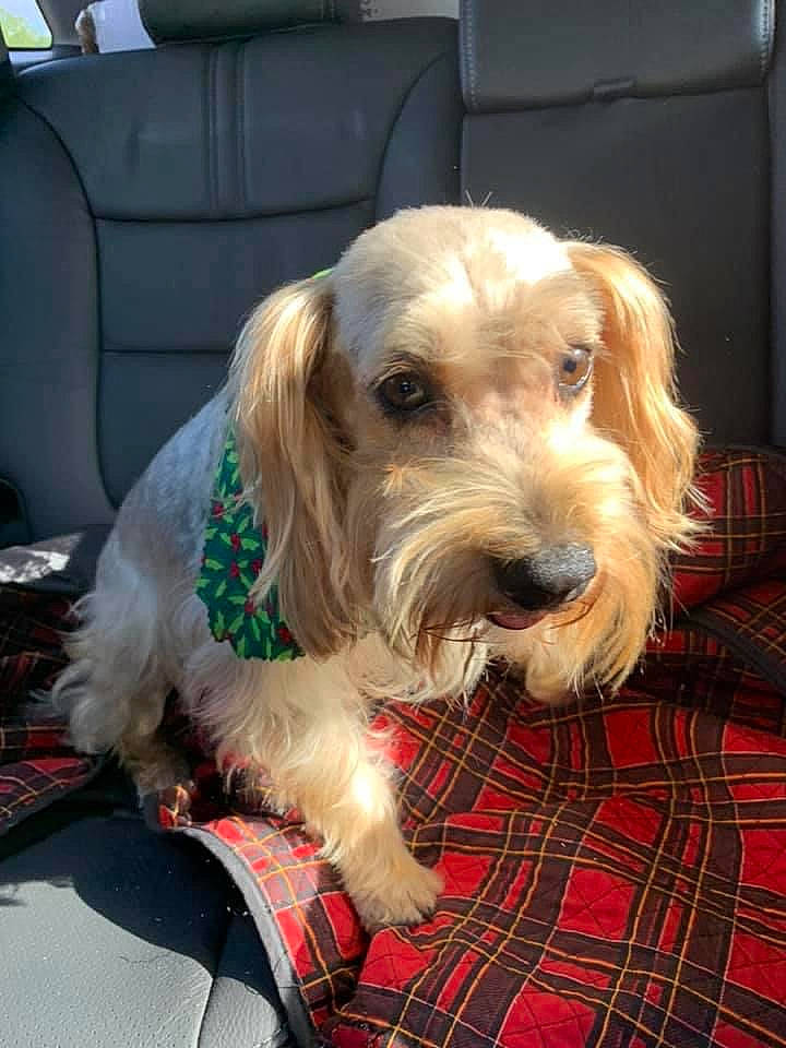 Jade is registered to the contest to win money with this photo: basset_fauve_de_bretagne, bosnian_coarse_haired_hound, briquet_griffon_vendeen, canidae, carnivore, companion_dog, dog, dog_breed, grand_basset_griffon_vendeen, irish_soft_coated_wheaten_terrier, mammal, petit_basset_griffon_vendeen, rare_breed_dog, schnoodle, snout, spinone_italiano, sporting_group, sporting_lucas_terrier, terrier, vertebrate