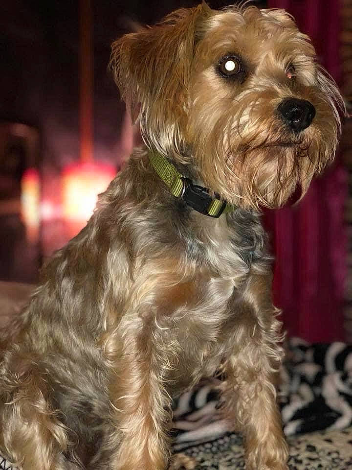 Jade is registered to the contest to win money with this photo: bosnian_coarse_haired_hound, cairn_terrier, canidae, carnivore, catalan_sheepdog, companion_dog, dog, dog_breed, dutch_smoushond, glen_of_imaal_terrier, irish_soft_coated_wheaten_terrier, mammal, miniature_schnauzer, rare_breed_dog, schnoodle, small_terrier, sporting_group, sporting_lucas_terrier, terrier, vertebrate
