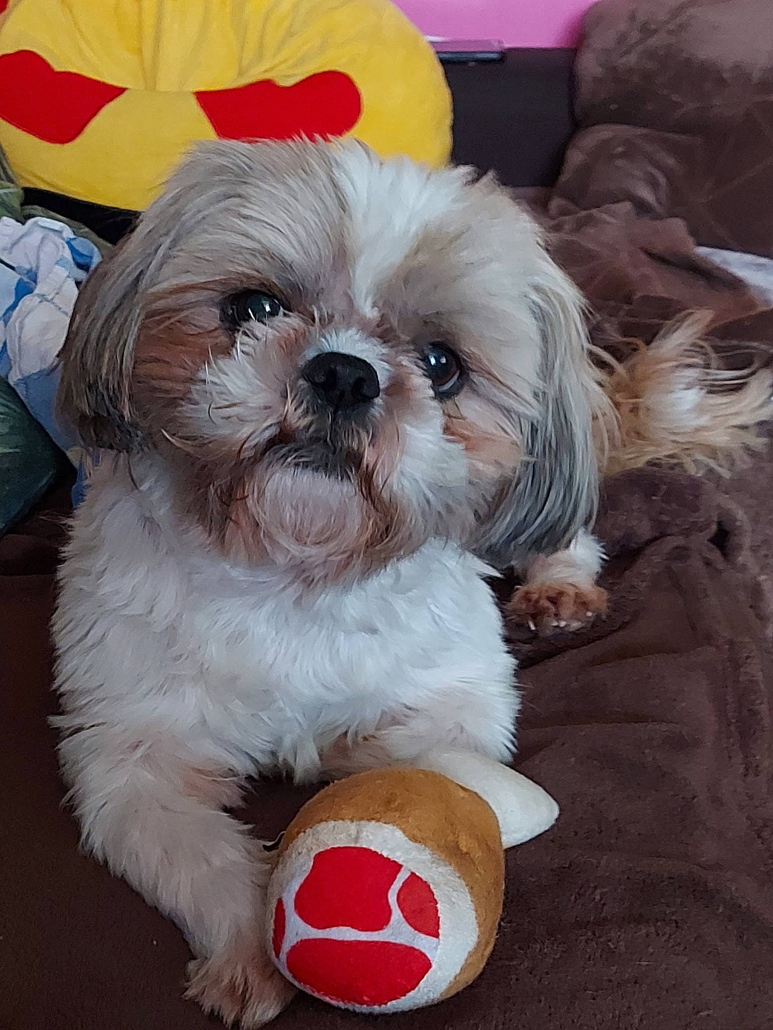 Joker participe au concours pour gagner de l'argent avec cette photo : canidae, carnivore, companion_dog, dog, dog_breed, dog_clothes, dog_supply, fawn, fur, liver, mal_shi, pekapoo, puppy_love, shih_poo, shih_tzu, small_terrier, snout, terrier, toy_dog, working_animal