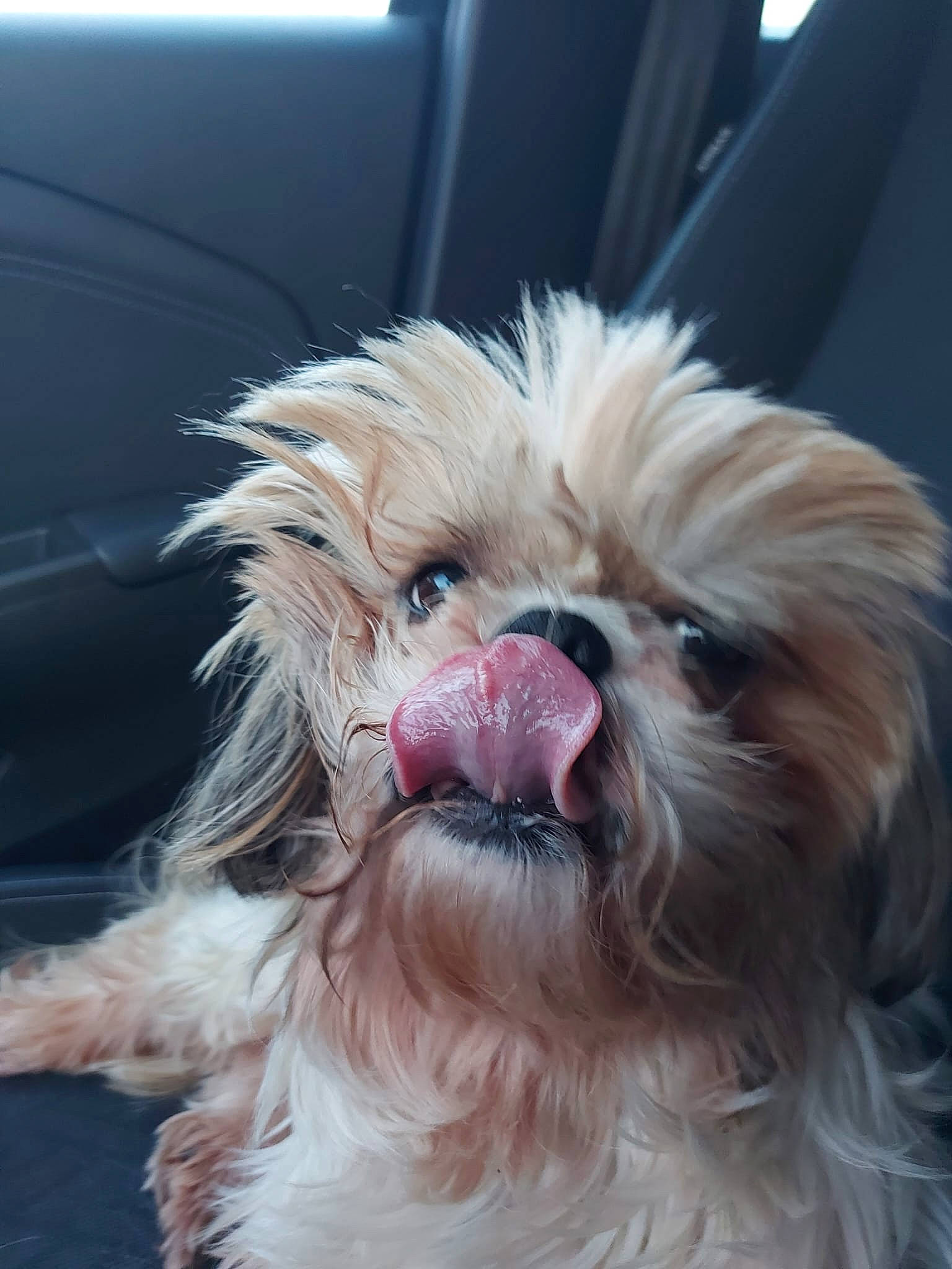 Joker participe au concours pour gagner de l'argent avec cette photo : canidae, carnivore, companion_dog, dog, dog_breed, ear, fawn, fur, liver, maltepoo, shih_tzu, small_terrier, snout, sporting_group, terrier, toy_dog, water_dog, whiskers, working_animal, yorkshire_terrier