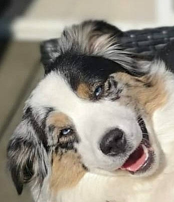 Senska participe au concours pour gagner de l'argent avec cette photo : bored, canidae, carnivore, companion_dog, dog, dog_breed, fur, herding_dog, paw, puppy, snout, sporting_group, terrestrial_animal, whiskers, working_animal, working_dog