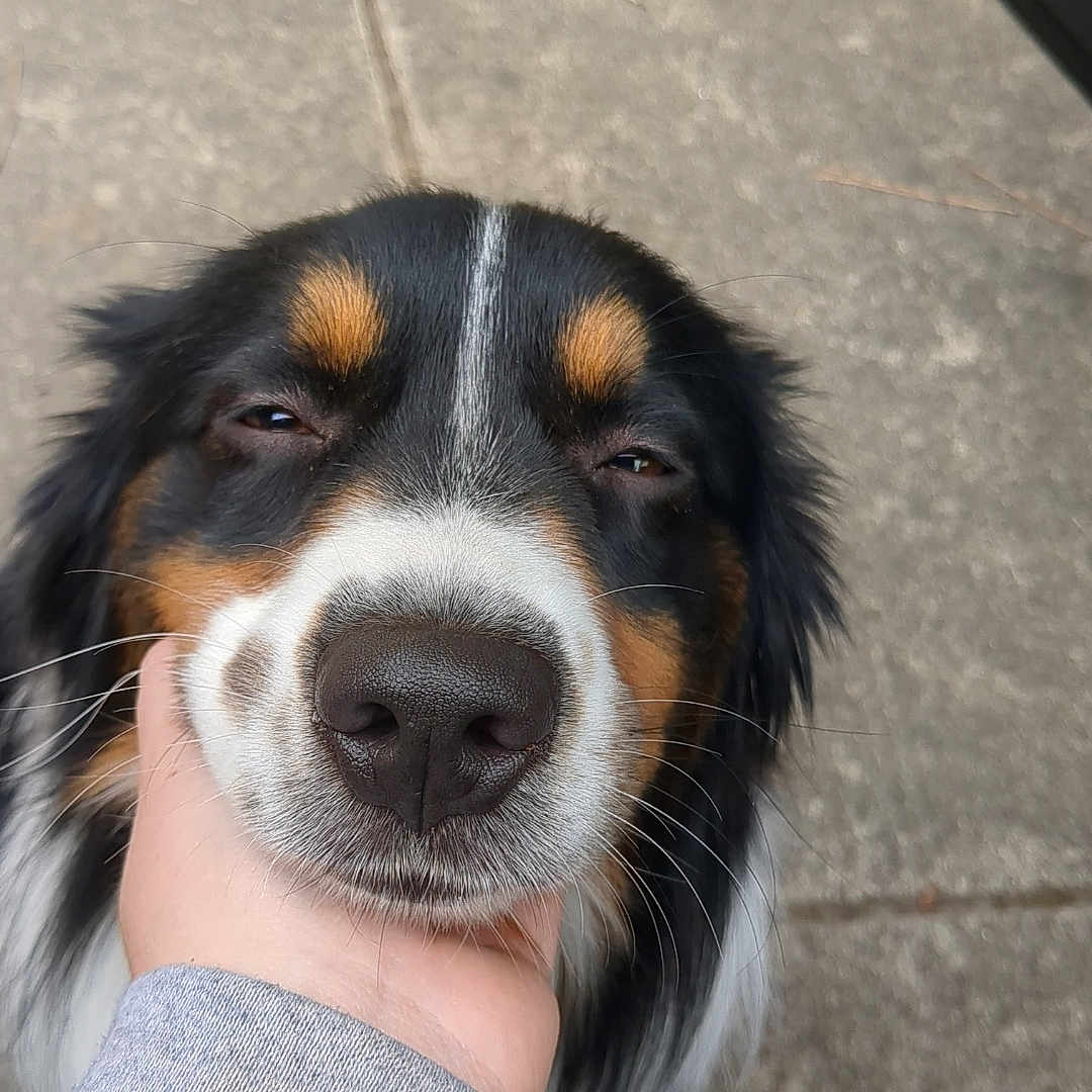 Elijah joined the competition — help win amazing prizes! accessories, animal, canine, clothing, cockerspaniel, collie, dog, face, head, hound, husky, knitwear, person, pet, photography, portrait, puppy, slate, snout, strap