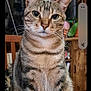 animal, cat, closeup, curious, cute, domestic, ears, eyes, face, feline, furniture, home, indoor, pet, plant, sitting, striped, tabby, whiskers, wood