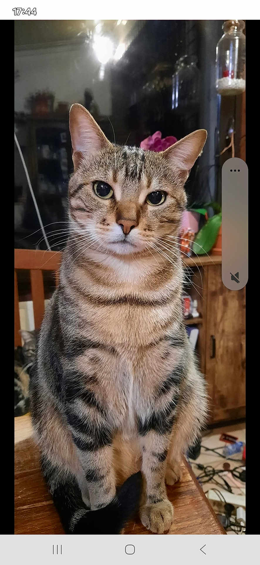 Momoys a rejoint le concours — aidez-le/la à gagner de superbes lots ! animal, cat, closeup, curious, cute, domestic, ears, eyes, face, feline, furniture, home, indoor, pet, plant, sitting, striped, tabby, whiskers, wood