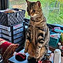 Momoys participe au concours pour gagner de l'argent avec cette photo : cat, clutter, container, curious, decorative_bottle, desk, feline, greenery, indoor, laptop, mouse, natural_light, office_supplies, pet, pillow, red_mouse, sitting, tabby_cat, window, workspace