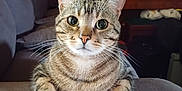Momoys participe au concours pour gagner de l'argent avec cette photo : animal, cat, couch, cozy, curious, decorations, domestic_animal, ears, eyes, furniture, home_interior, indoor, looking_at_camera, paws, pet, red_wall, resting, tabby_cat, whiskers, wooden_furniture