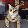 animal, cat, couch, cozy, curious, decorations, domestic_animal, ears, eyes, furniture, home_interior, indoor, looking_at_camera, paws, pet, red_wall, resting, tabby_cat, whiskers, wooden_furniture