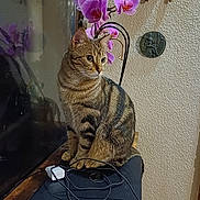 Momoys participe au concours pour gagner de l'argent avec cette photo : cables, cat, closeup, curious, decor, feline, flower, houseplant, indoor, laptop, orchids, pet, reflection, sitting, striped, tabby_cat, technology, wall_hanging, window, wooden_surface