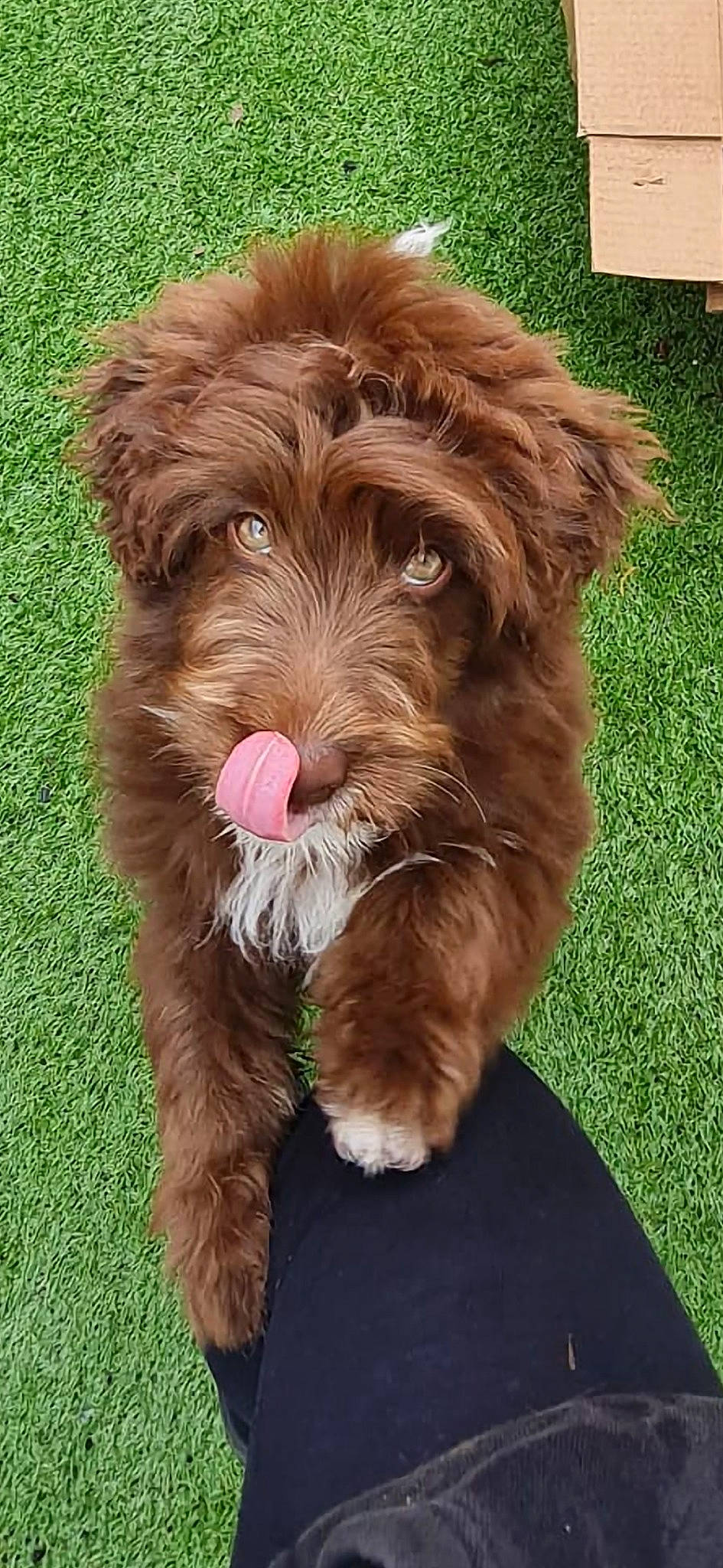 Dougie joined the competition — help win amazing prizes! canidae, carnivore, companion_dog, dog, dog_breed, dog_collar, fur, liver, pudelpointer, small_terrier, snout, sporting_group, terrier, toy_dog, water_dog, working_animal, working_dog, yorkipoo