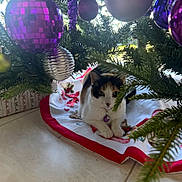 Izzy is registered to the contest to win money with this photo: animal, calico_cat, cat, christmas_tree, curious, decorations, festive, floor_tiles, greenery, holiday, holiday_decor, home, indoor, ornaments, pet, purple_ornaments, relaxed, seasonal, silver_ornaments, tree_skirt