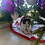 animal, calico_cat, cat, christmas_tree, curious, decorations, festive, floor_tiles, greenery, holiday, holiday_decor, home, indoor, ornaments, pet, purple_ornaments, relaxed, seasonal, silver_ornaments, tree_skirt