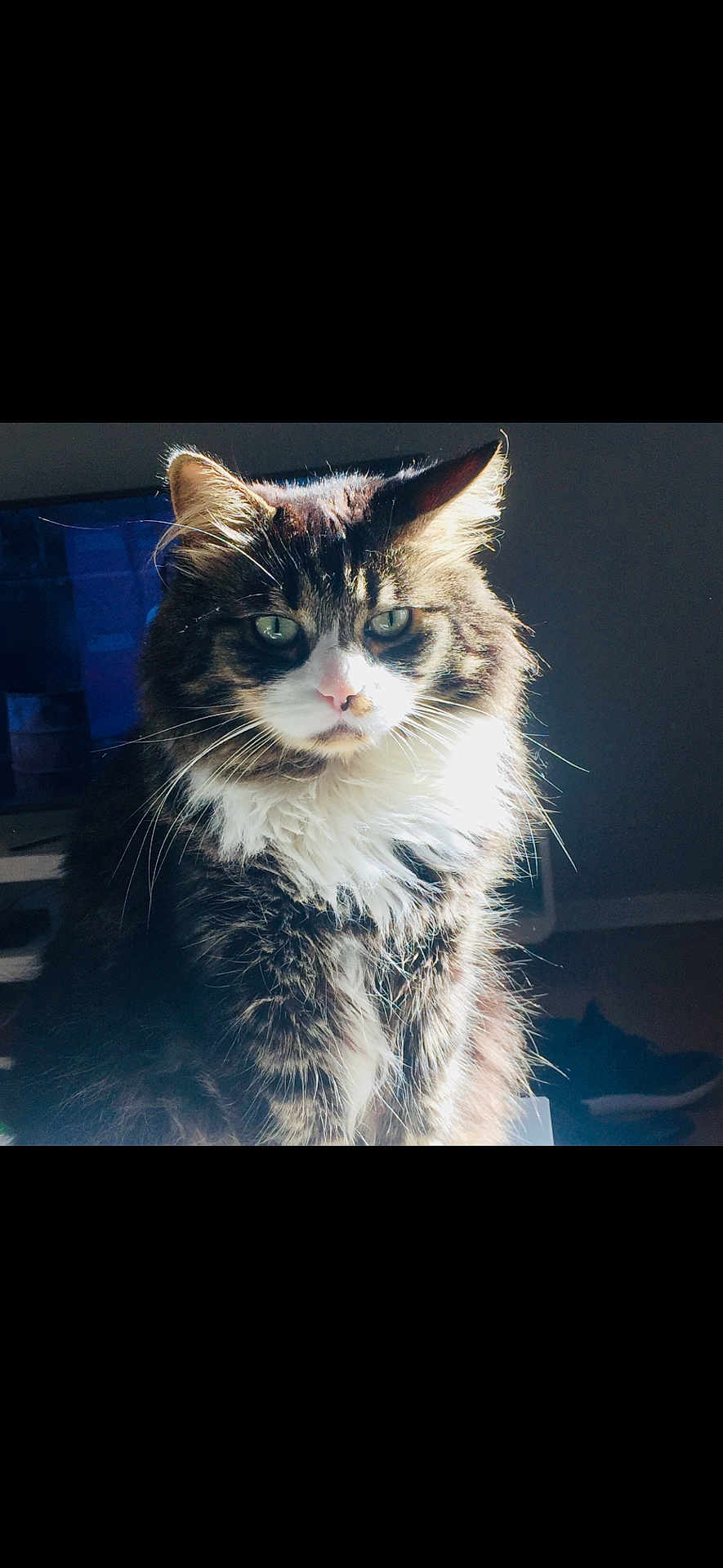 Aslan participe au concours pour gagner de l'argent avec cette photo : cat, fluffy, fur, indoor, sunlight, pet, animal, whiskers, portrait, feline, eyes, domestic, mammal, tabby, white, brown, cute, closeup, looking, face