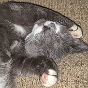 Waya joined the competition — help win amazing prizes! cat, gray_cat, white_paws, sleeping, cozy, indoor, pet, fur, whiskers, relaxed, paw_pads, closeup, resting, cute, animal, feline, carpet, napping, soft, peaceful
