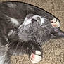 cat, gray_cat, white_paws, sleeping, cozy, indoor, pet, fur, whiskers, relaxed, paw_pads, closeup, resting, cute, animal, feline, carpet, napping, soft, peaceful