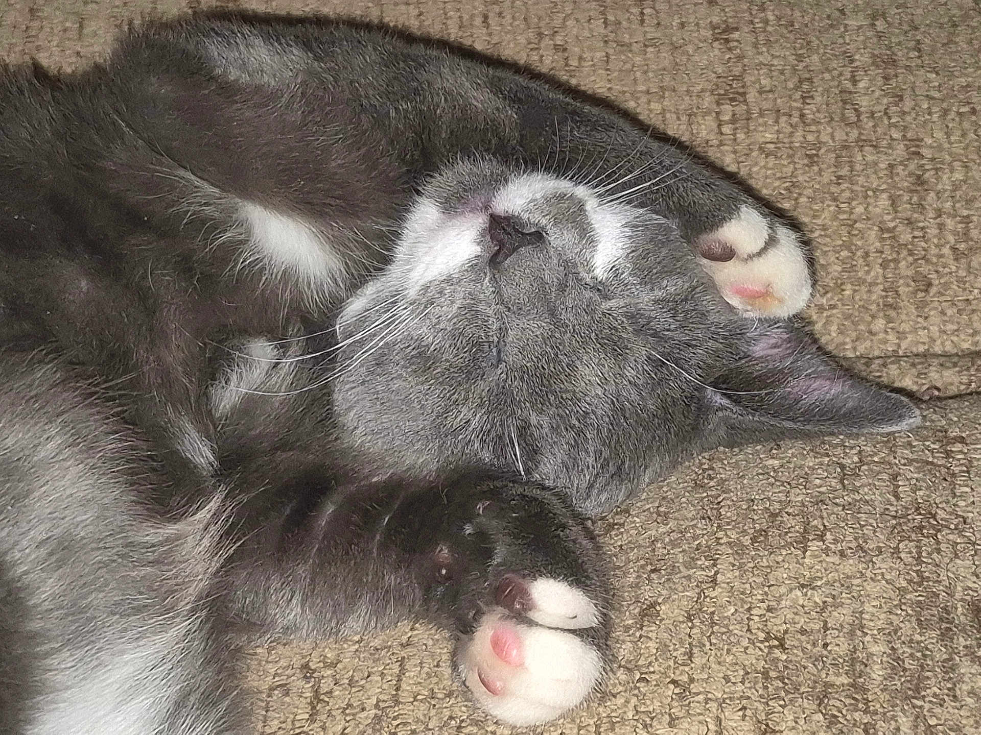 Waya joined the competition — help win amazing prizes! cat, gray_cat, white_paws, sleeping, cozy, indoor, pet, fur, whiskers, relaxed, paw_pads, closeup, resting, cute, animal, feline, carpet, napping, soft, peaceful
