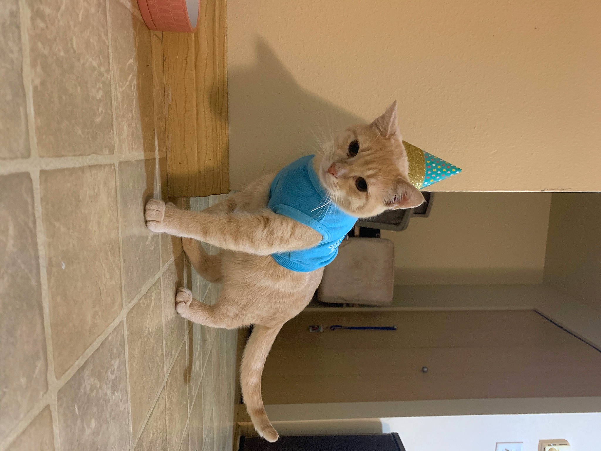 Biscuit is registered to the contest to win money with this photo: animal_figure, art, canidae, carnivore, creative_arts, dog, dog_breed, fawn, felidae, flooring, pet_supply, room, sculpture, small_to_medium_sized_cats, stuffed_toy, tail, toy, window, wood, working_animal