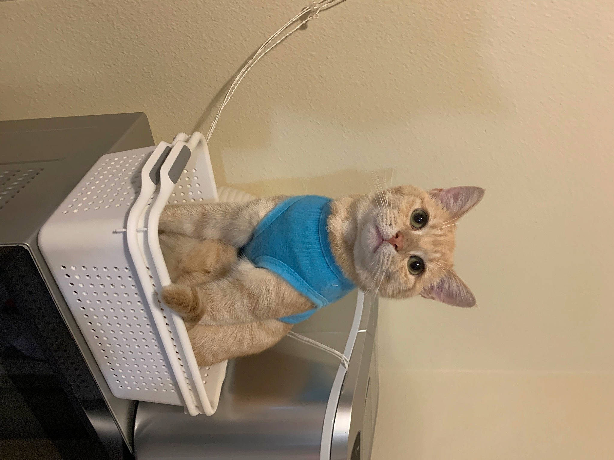 Biscuit joined the competition — help win amazing prizes! art, carnivore, cat, comfort, domestic_short_haired_cat, fawn, felidae, fur, machine, room, sculpture, shelf, small_to_medium_sized_cats, stuffed_toy, tail, whiskers, wood