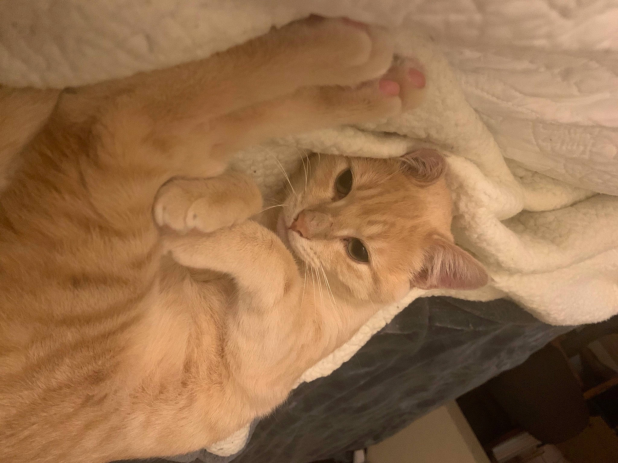 Biscuit is registered to the contest to win money with this photo: art, canidae, carnivore, comfort, dog_breed, fawn, felidae, fur, gesture, hand, hardwood, linens, mammal, nail, small_to_medium_sized_cats, sporting_group, vertebrate, wood, wrinkle, wrist