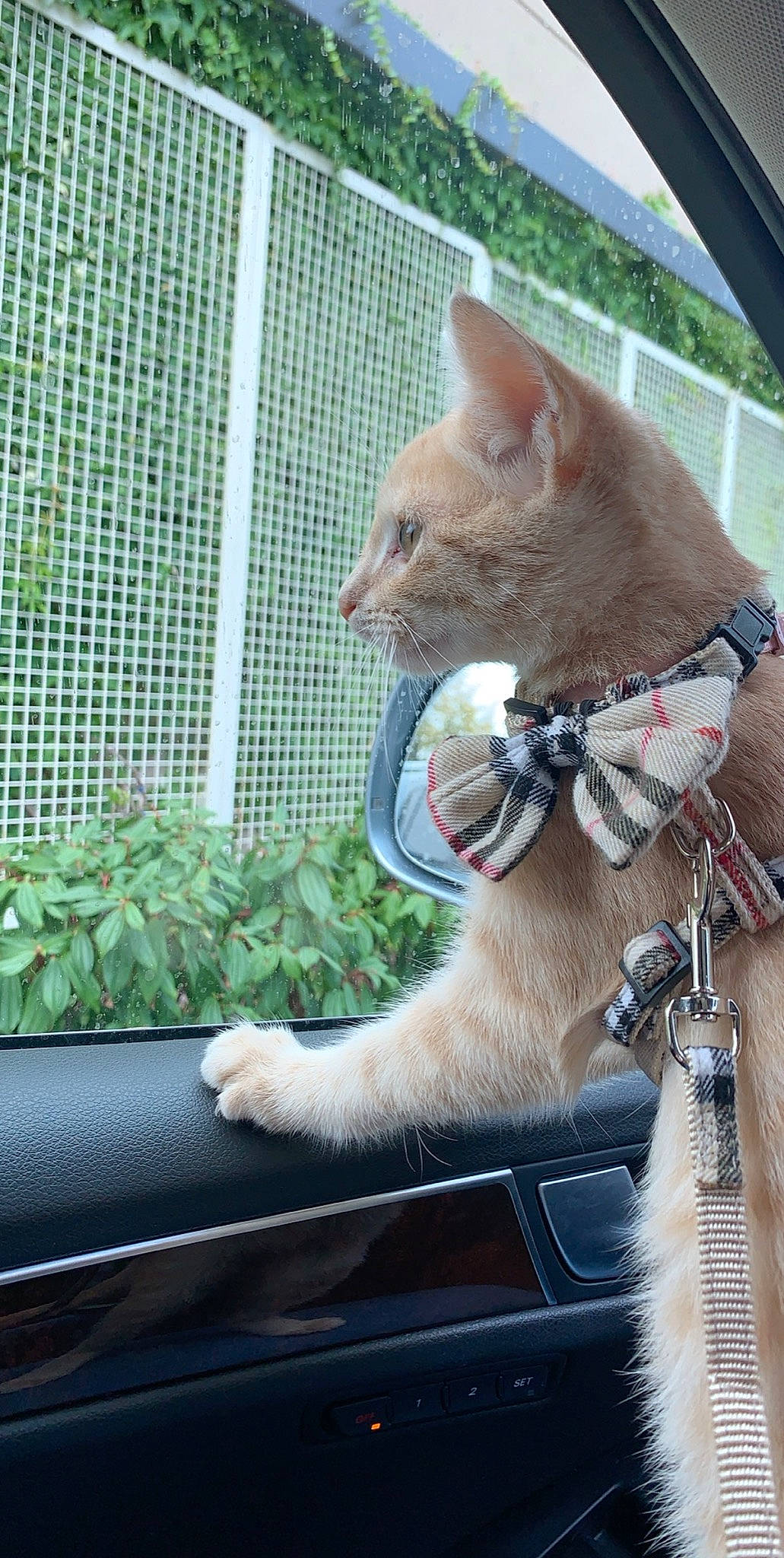 Biscuit is registered to the contest to win money with this photo: carnivore, cat, claw, collar, domestic_short_haired_cat, fawn, felidae, fur, grass, leash, mammal, mesh, pet_supply, plant, small_to_medium_sized_cats, snout, tail, terrestrial_animal, whiskers, windshield