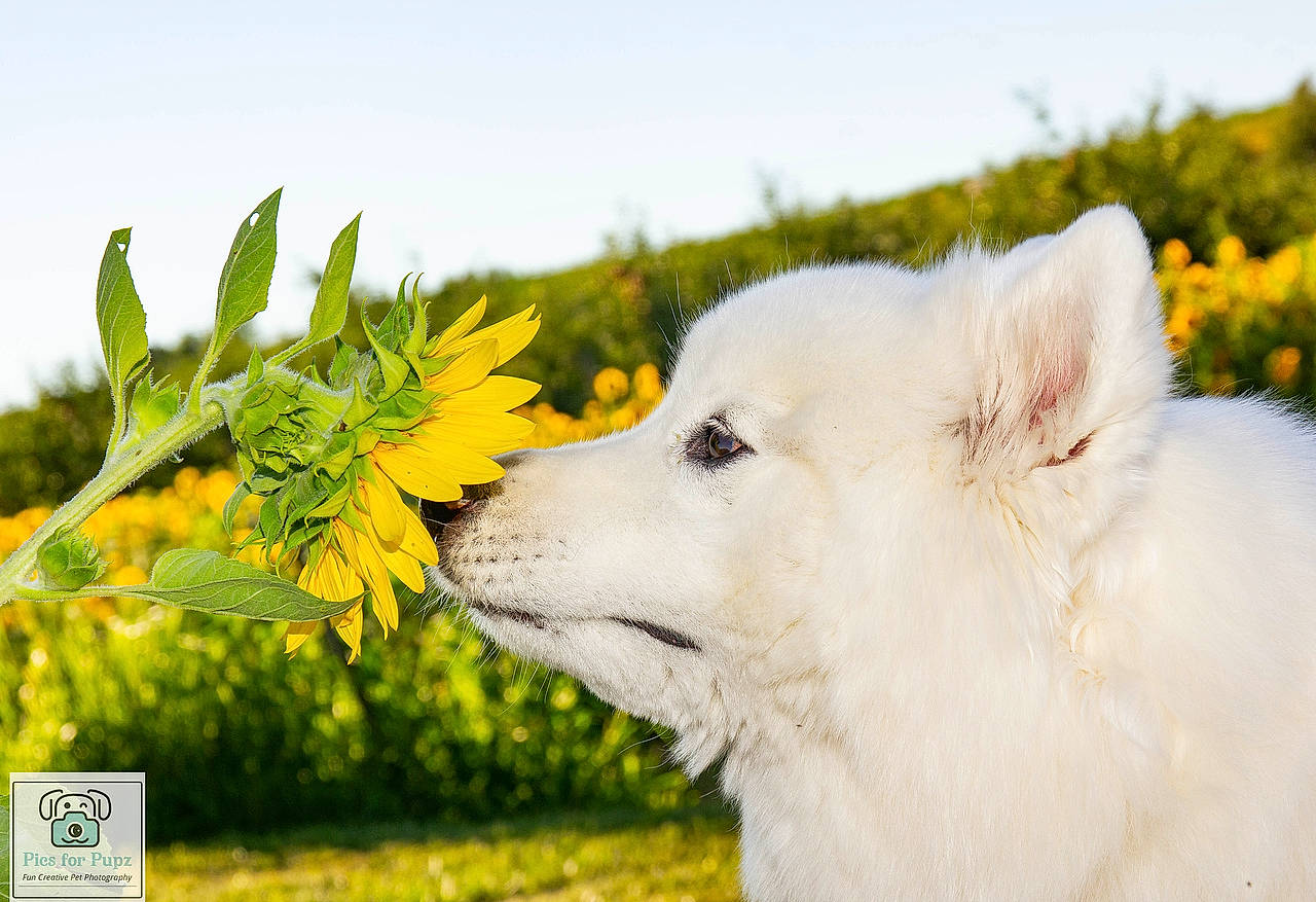 Mika is registered to the contest to win money with this photo: american_eskimo_dog, carnivore, companion_dog, dog, dog_breed, flower, fur, grass, grassland, happy, landscape, natural_landscape, pasture, plant, prairie, sky, terrestrial_animal, volpino_italiano, wildlife, working_animal
