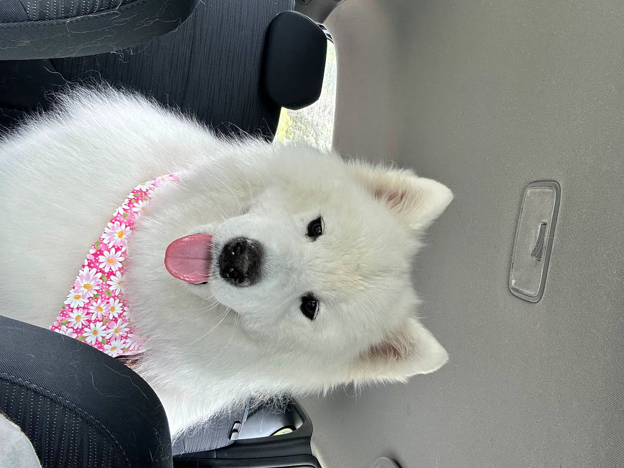 Mika is registered to the contest to win money with this photo: canidae, carnivore, collar, comfort, companion_dog, dog, dog_breed, foot, fur, non_sporting_group, snout, sporting_group, terrestrial_animal, volpino_italiano, whiskers, working_animal