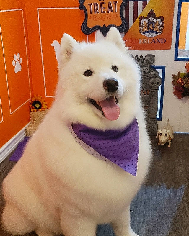 Mika joined the competition — help win amazing prizes! canidae, carnivore, companion_dog, dog, dog_breed, fang, flooring, flowerpot, fur, giant_dog_breed, happy, houseplant, jaw, non_sporting_group, picture_frame, snout, spitz, tail, volpino_italiano, whiskers