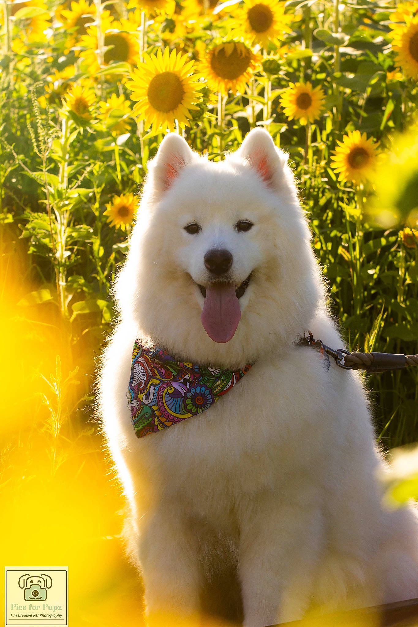 Mika is registered to the contest to win money with this photo: art, canidae, carnivore, collar, companion_dog, dog, dog_breed, flower, fur, grass, happy, pet_supply, plant, snout, sporting_group, terrestrial_animal, tree, wildlife, working_animal, yellow