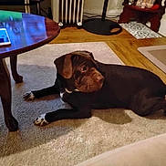 Zeus is registered to the contest to win money with this photo: dog, carpet, wooden_table, smartphone, floor, radiator, living_room, furniture, pet, brown_dog, black_dog, indoor, table_leg, wood_floor, phone, cozy, relaxed, resting, home, household