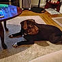 dog, carpet, wooden_table, smartphone, floor, radiator, living_room, furniture, pet, brown_dog, black_dog, indoor, table_leg, wood_floor, phone, cozy, relaxed, resting, home, household
