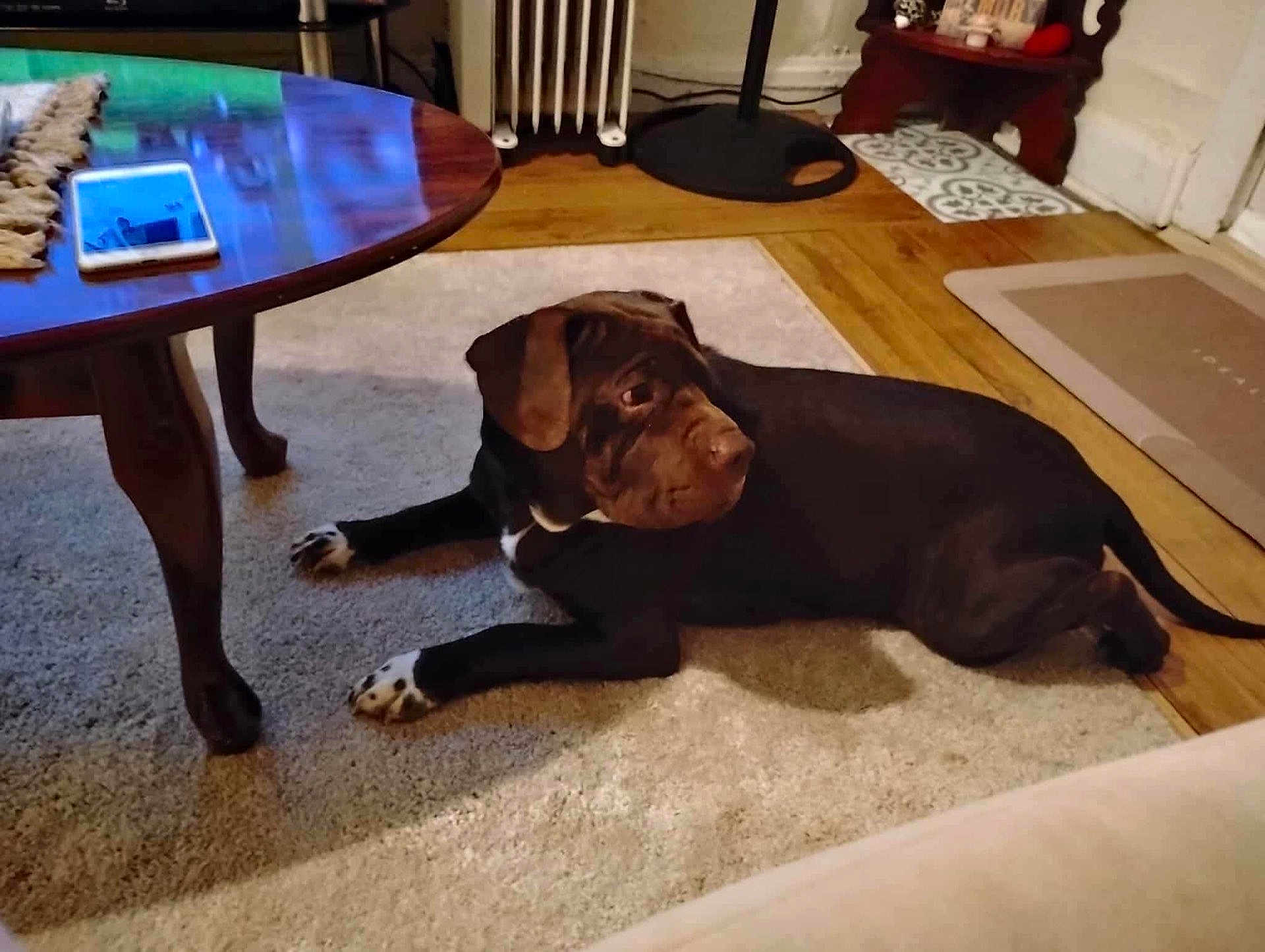 Zeus is registered to the contest to win money with this photo: dog, carpet, wooden_table, smartphone, floor, radiator, living_room, furniture, pet, brown_dog, black_dog, indoor, table_leg, wood_floor, phone, cozy, relaxed, resting, home, household