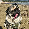 Daisy a rejoint le concours — aidez-le/la à gagner de superbes lots ! dog, pug, beach, sand, tongue_out, sunny, cloudy_sky, harness, pet, canine, outdoor, animal, cute, happy, smiling, sitting, nature, coast, water, vacation
