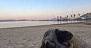 Daisy a rejoint le concours — aidez-le/la à gagner de superbes lots ! pug, dog, beach, sand, sea, sunset, sky, boats, water, person, casual_clothing, footwear, calm, outdoor, nature, animal, pet, leash, relaxation, scenic