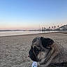 pug, dog, beach, sand, sea, sunset, sky, boats, water, person, casual_clothing, footwear, calm, outdoor, nature, animal, pet, leash, relaxation, scenic